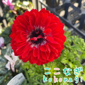 アネモネ　ポルト　ダブルスカーレット　10.5センチポット　3.5号