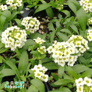 AbTiXC[gAbTj@c@9Z`|bg