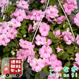 【送料無料・12Pセット】インパチェンス　ピンク　苗　9cmポット　3号　花苗セット