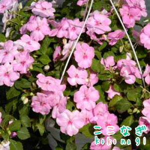 �C���p�`�F���X�@�s���N�@�c�@9cm�|�b�g�@3��