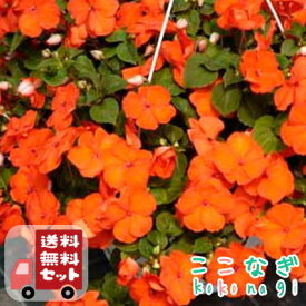 【送料無料・12Pセット】インパチェンス ブライトオレンジ　3号　9cmポット