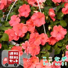 【送料無料・12Pセット】インパチェンス コーラル　3号　9cmポット