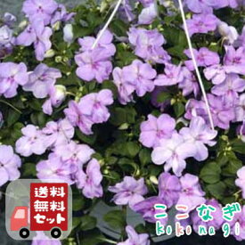 【送料無料・12Pセット】インパチェンス ブルーパール（ピンクブルー）　3号　9cmポット