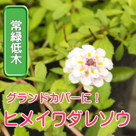 ◆ヒメイワダレソウ　リピア　リッピア　6ポットセット　苗　9センチポット　3号　花苗セット