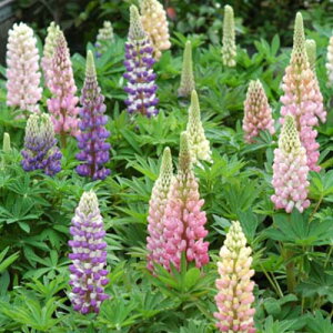 苗 ルピナスの人気商品 通販 価格比較 価格 Com