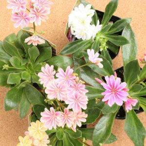 lG炫 EBVA@G[[~bNXiF܂j@c@9Z`|bg@3