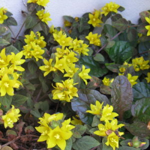 V}LA@~bhiCgT@c@9Z`|bg@3