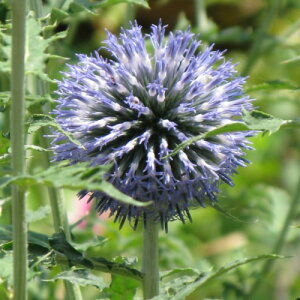 GLmvX@^}AU~@ڗH@9Z`|bg@3