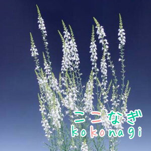 hiAiqLM\Ej@vvA@Ao@P@Ђ߂񂬂傻@9Z`|bg@3