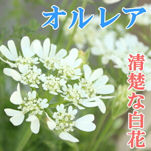 楽天市場 オルレア オルレイヤ オルラヤ グランディフローラ 9センチポット ここなぎ