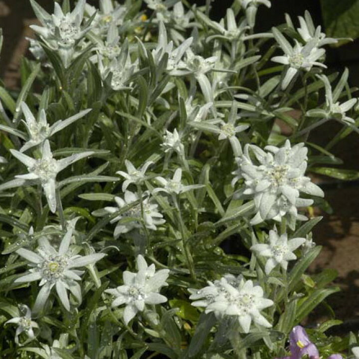 楽天市場 エーデルワイス 高嶺うすゆき草 西洋薄雪草 9センチポット 3号 ここなぎ 楽天市場 エーデルワイス 高嶺うすゆき草 西洋薄雪草 9センチポット 3号 ここなぎ