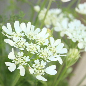 IAiIC IjOfBt[@9Z`|bg