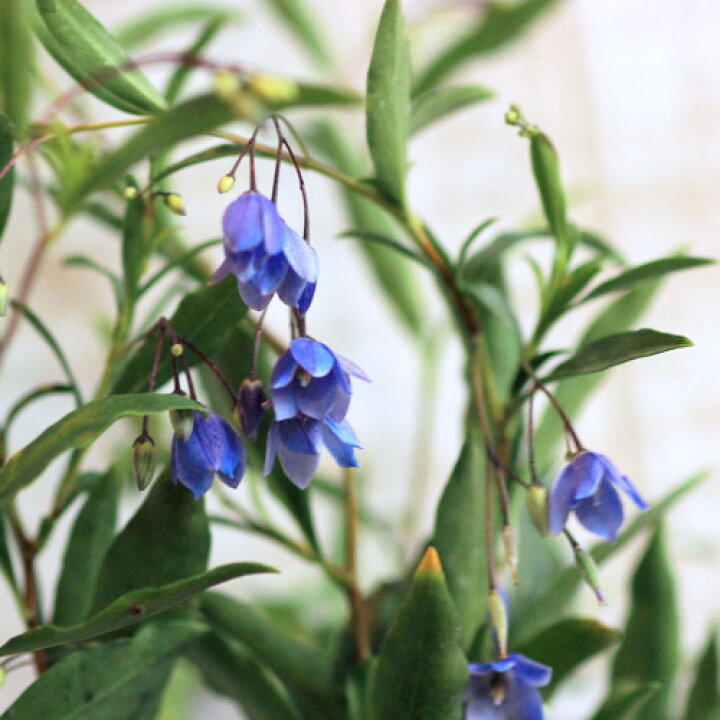 楽天市場 オーストラリアンブルーベル ソリア 9センチポット 3号 ここなぎ