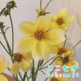 楽天市場 花苗 ポット 花の名前 50音順 あ行 い う から始まる花苗 ここなぎ