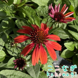 GLiZA pi}bh iv~ARNVj ԕc@10.5cm|bg@3.5