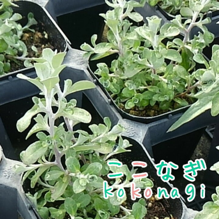 楽天市場 ヘリクリサム シルバーミスト 9センチポット 3号 ここなぎ