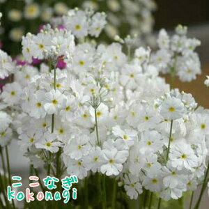 v@}RCfX@zCg@9Z`|bg@3@@炻@TN\E