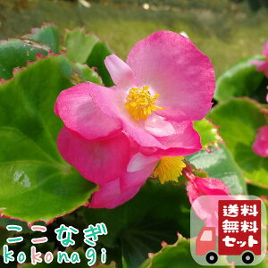 �y���������E12P�Z�b�g�z�x�S�j�A�@�Z���p�[�@�s���N�@3���@9�Z���`�|�b�g