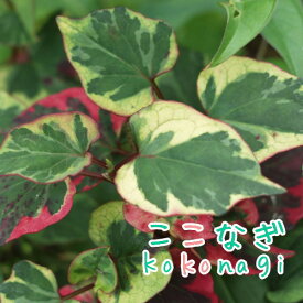 楽天市場 ドクダミ 葉 花 ガーデン Diy の通販 楽天市場 ドクダミ 葉 花 ガーデン Diy の通販