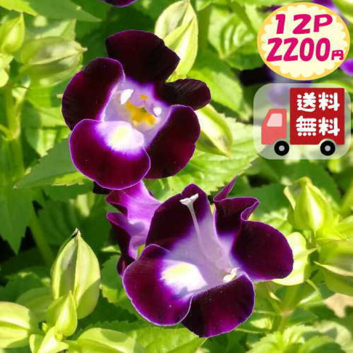 楽天市場 送料無料 12pセット トレニア ディープブルー 夏すみれ 3号 9センチポット ここなぎ