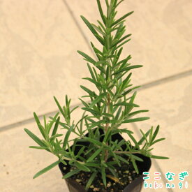 ローズマリー　オフィシナリス　(立ち性)　苗　9センチポット