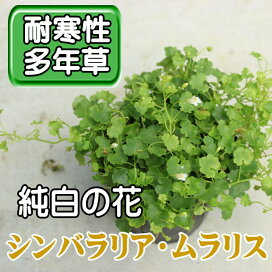 楽天市場 花苗 ポット 花の名前 50音順 さ行 さ し から始まる花苗 ここなぎ 楽天市場 花苗 ポット 花の名前 50音順 さ行 さ し から始まる花苗 ここなぎ