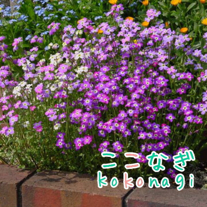 楽天市場 バージニアストック 苗 ９センチポット 3号 ここなぎ