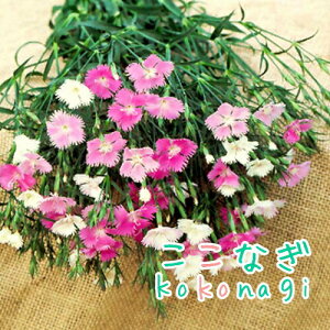 初恋 ナデシコ 9センチポット 3号 なでしこ 撫子