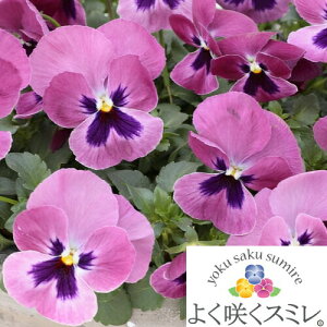 pW[@悭炭X~@eYx[f@c@10.5cm|bg@3.5@pW[ rI t[  K[f K[fjO Ԓd c Hc ~c tc 񂹐A   X܉Ԓd