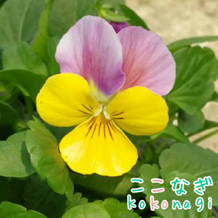 楽天市場 オリジナルビオラ ｓｓセレクション イエローピンクジャンプアップ 10 5センチポット 3 5号 パンジー ビオラ フラワー 花 ガーデン ガーデニング 花壇 苗 秋苗 冬苗 春苗 寄せ植え 庭 手入れ 店舗花 ここなぎ