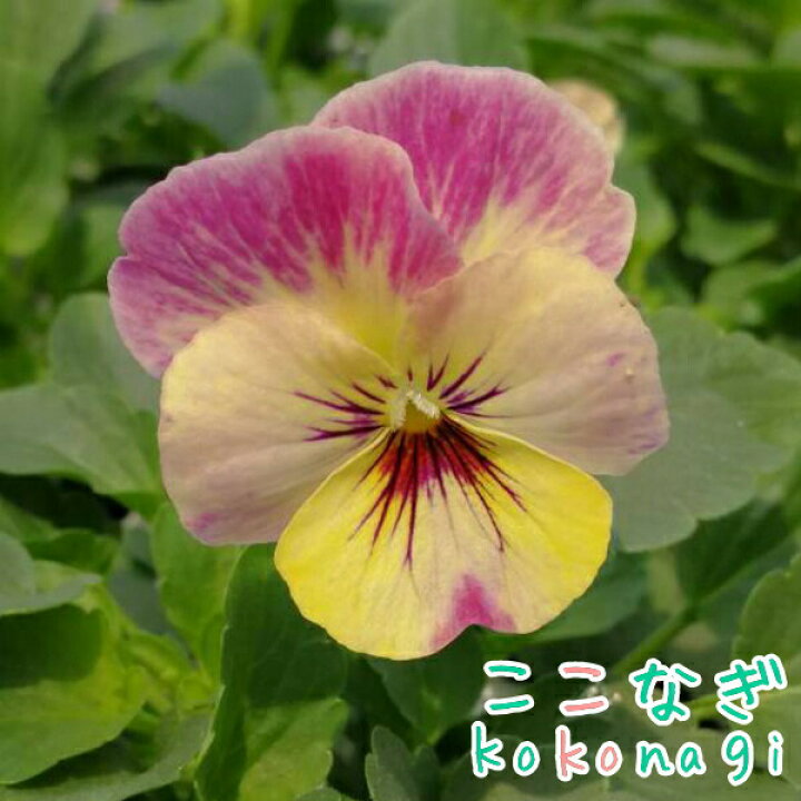楽天市場 オリジナルビオラ ssセレクション パイナップルクラッシュ 10 5cmポット 3 5号 パンジー ビオラ フラワー 花 ガーデン ガーデニング 花壇 苗 秋苗 冬苗 春苗 寄せ植え 庭 手入れ 店舗花 ここなぎ 楽天市場 オリジナルビオラ ssセレクション パイナップルクラッシュ 10 5cmポット 3 5号 パンジー ビオラ フラワー 花 ガーデン ガーデニング 花壇 苗 秋苗 冬苗 春苗 寄せ植え 庭 手入れ 店舗花 ここなぎ