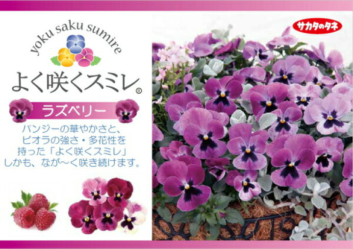 87 Off パンジー よく咲くスミレ レモネード 3 5寸 24苗セット 産地からお庭に直送 ピンピンしてます 鮮度抜群の逸品たち Shipsctc Org 87 Off パンジー よく咲くスミレ レモネード 3 5寸 24苗セット 産地からお庭に直送 ピンピンしてます 鮮度抜群の逸品たち Shipsctc Org