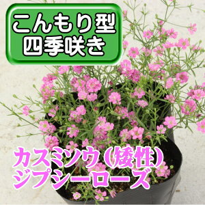 カスミソウ 苗の人気商品 通販 価格比較 価格 Com カスミソウ 苗の人気商品 通販 価格比較 価格 Com