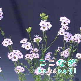 ギリア　トリコロール 苗　9センチポット　3号
