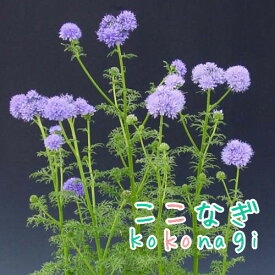 ギリア　レプタンサ 苗　9センチポット　3号