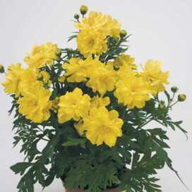 楽天市場 花苗 ポット 花の名前 50音順 か行 か き から始まる花苗 ここなぎ