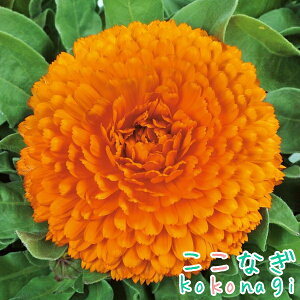 JWiLZJjVgXNAIW@␫@9cm|bg 3@ᵉԁ@񂹂񂩁@