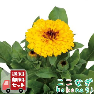 yE12PZbgzJWiLZJjVgXCG[@␫@9cm|bg 3@ᵉԁ@񂹂񂩁@