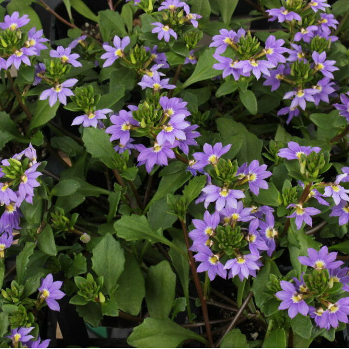 楽天市場 スカエボラ ブルーファンフラワー グランドカバー に 苗 ９センチポット 3号 ここなぎ