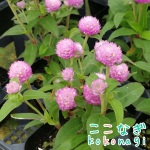 �Z���j�`�R�E�i�␫�j�s���N�@����g�@9�Z���`�|�b�g�@3��