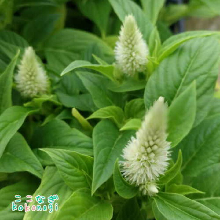 楽天市場 セロシア インテンツ ホワイト 苗 10 5センチポット 3 5号 ここなぎ