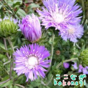 XgPVA@XJCPbg@9cm|bg@3