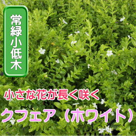 楽天市場 花苗 ポット 花の名前 50音順 か行 く け こ から始まる花苗 ここなぎ
