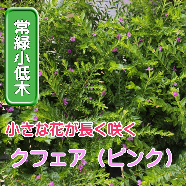 暑さに強い 超特価SALE開催 長期開花します 評価 クフェア ハナヤナギ 苗 ９センチポット ピンク 3号