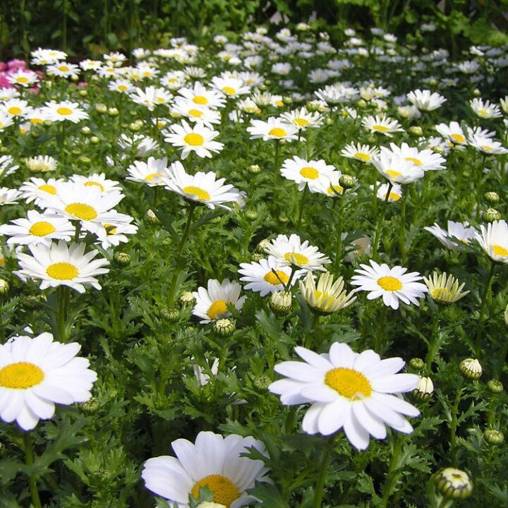 楽天市場 クリサンセマム パルドサム ノースポール スノーランド 9センチポット 3号 ここなぎ