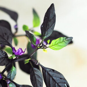 SVLgEKV@p[vtbV 9Z`|bg@3 ܐF