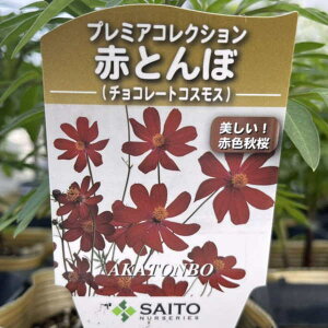 `R[gRXX ԂƂ iv~ARNVj@c@10.5cm|bg@3.5