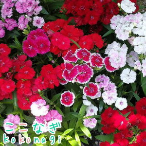 lG炫@ifVR@eX^[@c@9Z`|bg@3@Ȃł@q