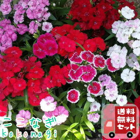 【送料無料・12Pセット】四季咲き　ナデシコ　テルスター　苗　9センチポット　3号　なでしこ　撫子　花苗セット