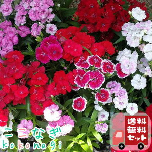 �y���������E12P�Z�b�g�z�l�G�炫�@�i�f�V�R�@�e���X�^�[�@�c�@9�Z���`�|�b�g�@3���@�Ȃł����@���q�@�ԕc�Z�b�g